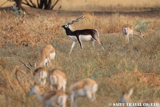 ブラックバック　ヴェラヴァダール・ブラックバック国立公園 velavadar blackbuck national park