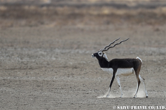 ブラックバック Blackbuck ヴェラヴァダール・ブラックバック国立公園 (8)