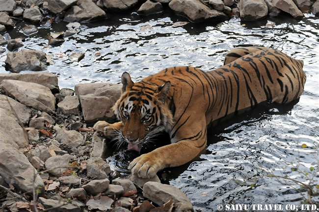 ランタンボール　ベンガルトラ T-25 Bengal Tiger Ranthambore (9)