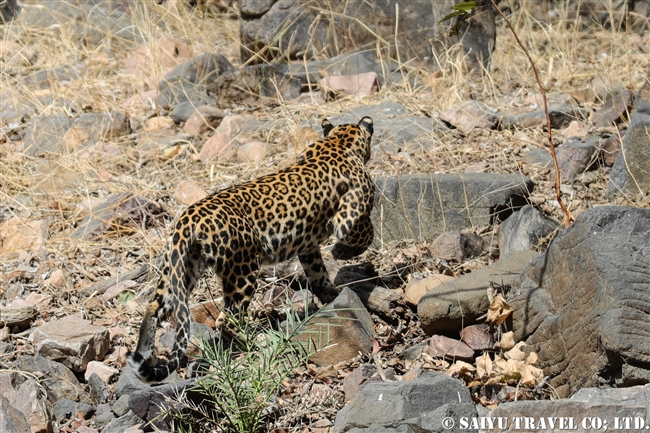 インドヒョウ