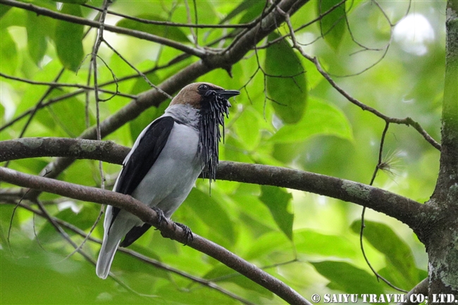 アゴヒゲスズドリ Bearded Bellbird ASA WRIGHT NATURE CENTRE (8)