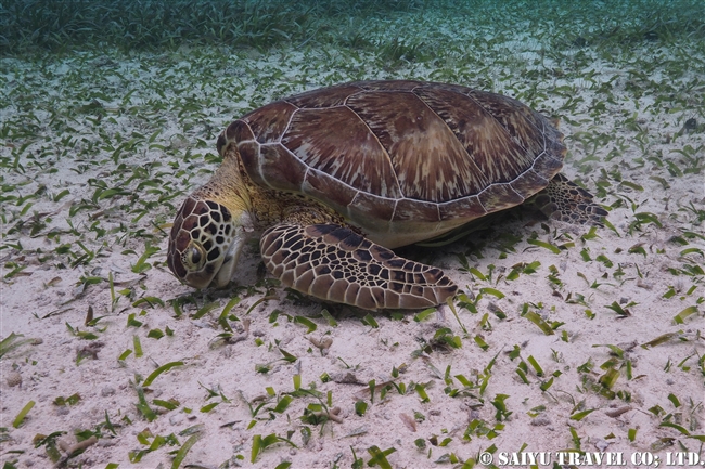 ベリーズ　ホルチャン海洋保護区 Hol Chan Marine Reserve (7)