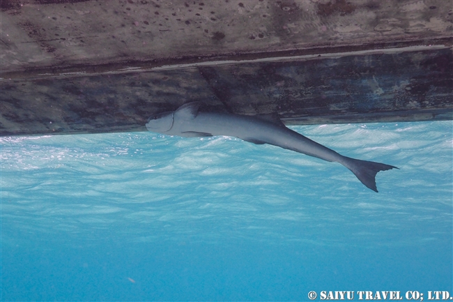 ベリーズバリアリーフ　ホルチャン海洋保護区 Shark Ray Alley (10)