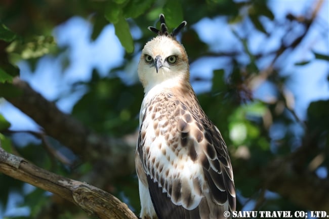 ウダワラウェ国立公園 Udawalawe National Park カワリクマタカ Changeable hawk eagle (4)