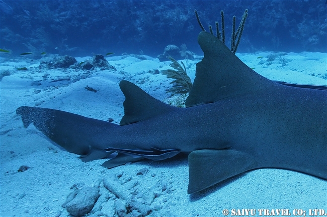 コモリザメ　Nurse Shark ベリーズ　ダイビング　アンバーグリスキー　Ambergris Caye (9)