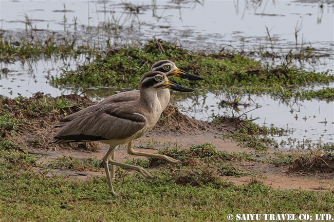 Great stone-curlew　ソリハシオオイシチドリ　ウィルパットゥ国立公園　Wilpattu National Park (7)