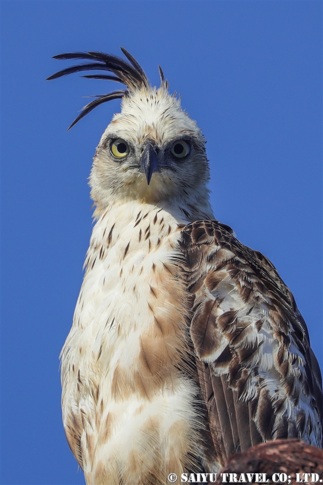 Changeable hawk-eagle　カワリクマタカ　ウィルパットゥ国立公園　Wilpattu National Park (2)