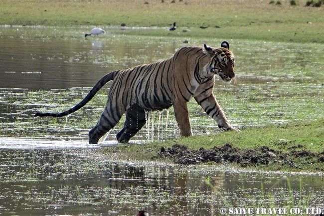 ランタンボール　ベンガルトラ T-19 Bengal Tiger Ranthambore (9)