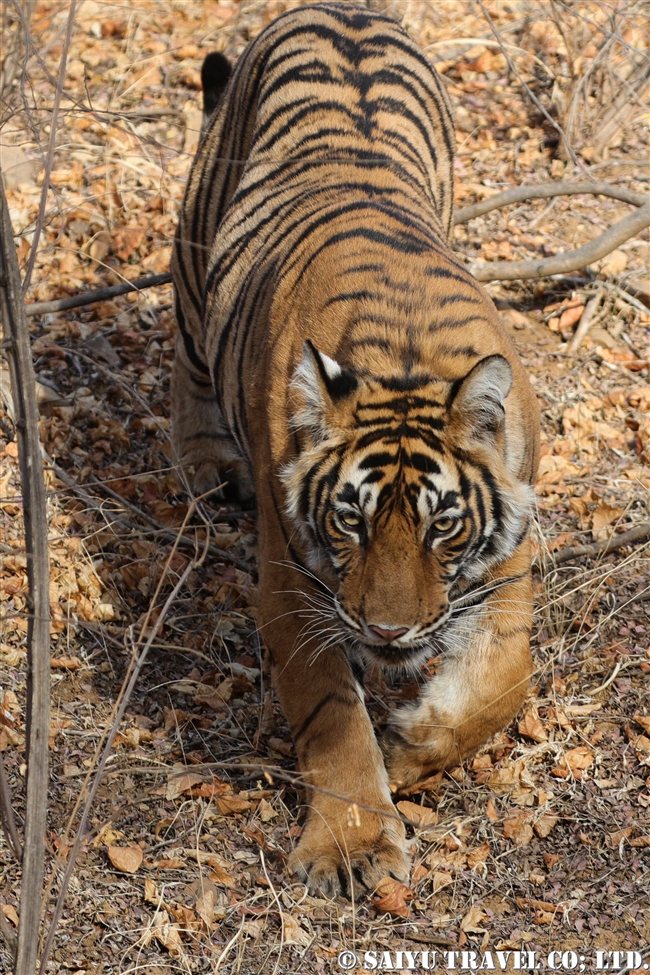 ランタンボール　ベンガルトラ　Cub of T39 Bengal Tiger Ranthambore (3)