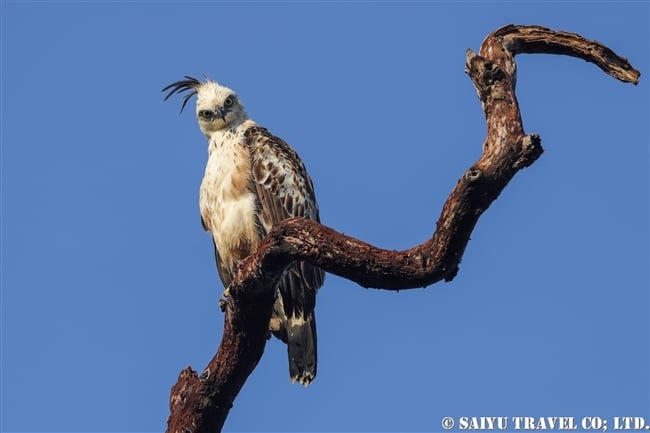 Changeable hawk-eagle　カワリクマタカ　ウィルパットゥ国立公園　Wilpattu National Park (1)