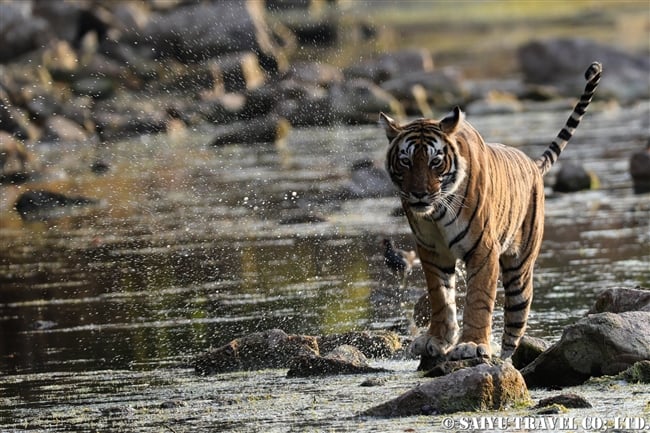 ランタンボール　トラ T41 ライラ Ranthmabore Tiger T41 Laila (15)