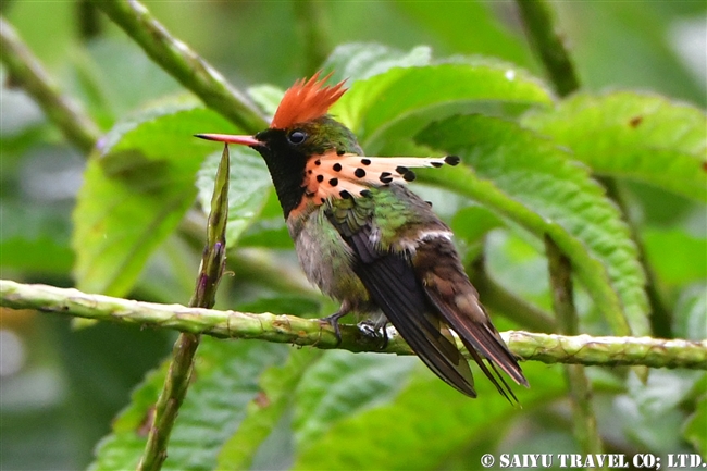 ホオカザリハチドリ Tufted Coquette ASA Write Nature Center トリニダード＆トバゴ (8)