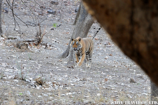 ランタンボール　ベンガルトラ T-25 Bengal Tiger Ranthambore (2)