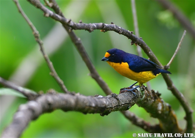 スミレフウキンチョウ Violaceous Euphonia ASA WRIGHT NATURE CENTRE