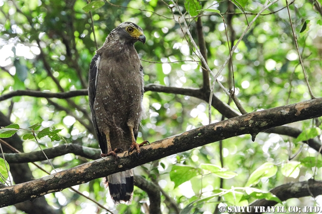 ウィルパットゥ国立公園　Wilpattu National Park (6)