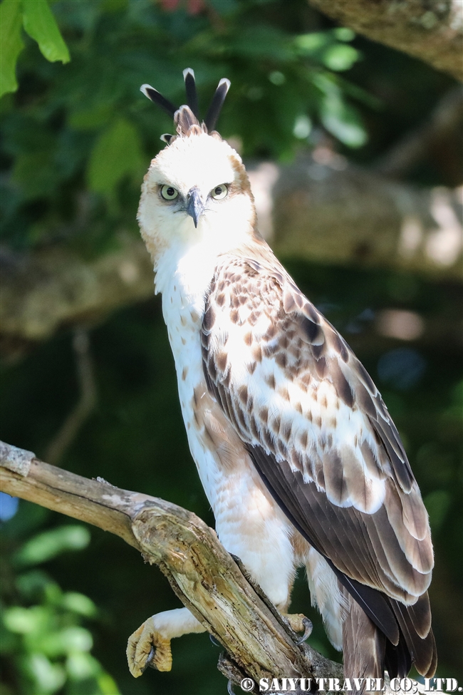 ウダワラウェ国立公園 Udawalawe National Park カワリクマタカ Changeable hawk eagle (8)