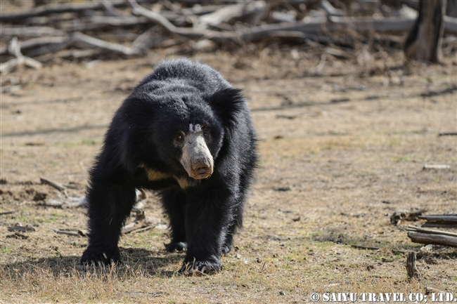 ナマケグマ Sloth bear ランタンボール国立公園 (3)