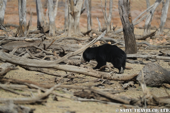 ナマケグマ Sloth bear ランタンボール国立公園 (4)