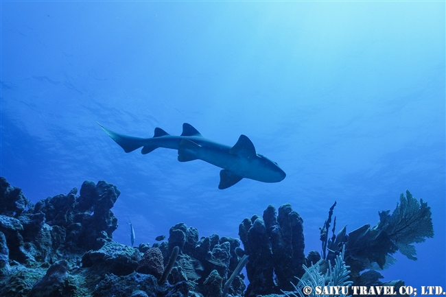 コモリザメ　Nurse Shark ベリーズ　ダイビング　アンバーグリスキー　Ambergris Caye (6)