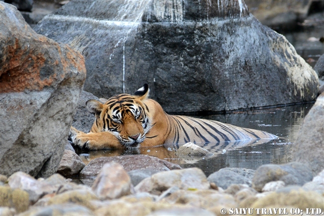 ランタンボール　ベンガルトラ　T-72 Ranthambore Bengal Tiger (14)