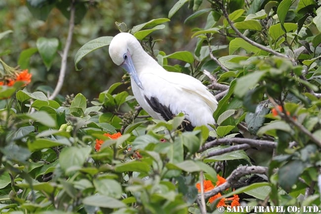 アカアシカツオドリ　Red-footed booby　ハーフムーンキー Half Moon Caye ベリーズ (3)