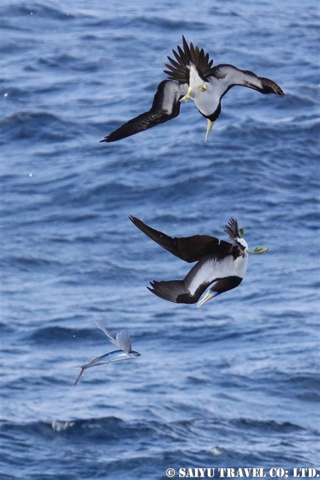 小笠原航路　小笠原諸島　カツオドリ　小笠原丸　Brown Booby Bonin Island (7)