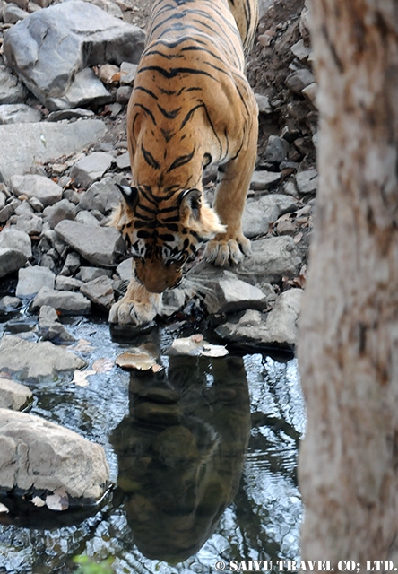 ランタンボール　ベンガルトラ T-25 Bengal Tiger Ranthambore (6)