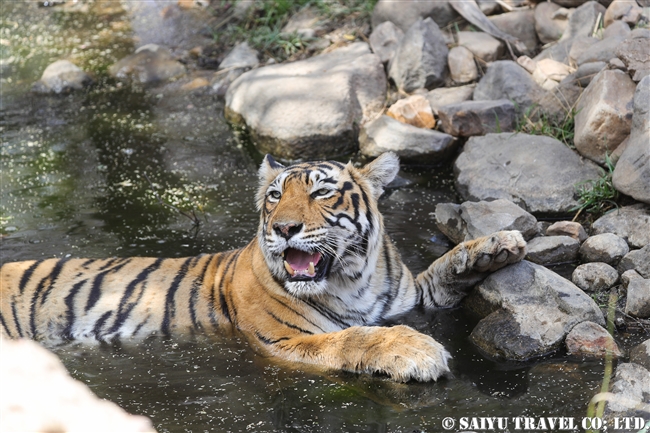 ランタンボール　ベンガルトラ　T-19 クリシュナ　Ranthambore Bengal Tiger (5)