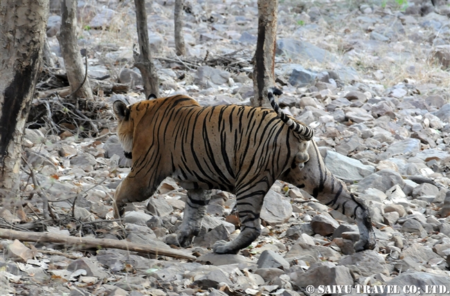 ランタンボール　ベンガルトラ T-25 Bengal Tiger Ranthambore (1)