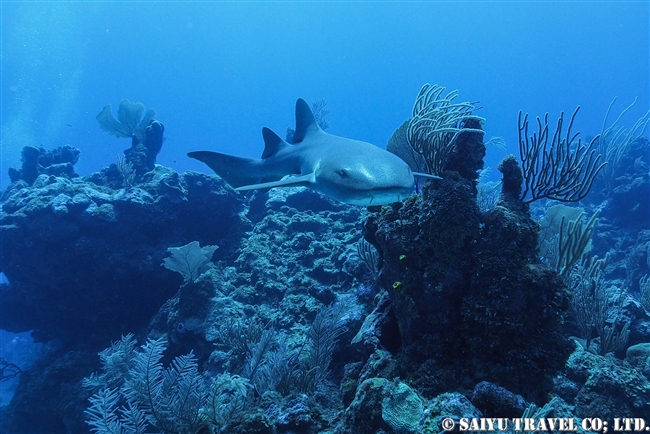 コモリザメ　Nurse Shark ベリーズ　ダイビング　アンバーグリスキー　Ambergris Caye (5)