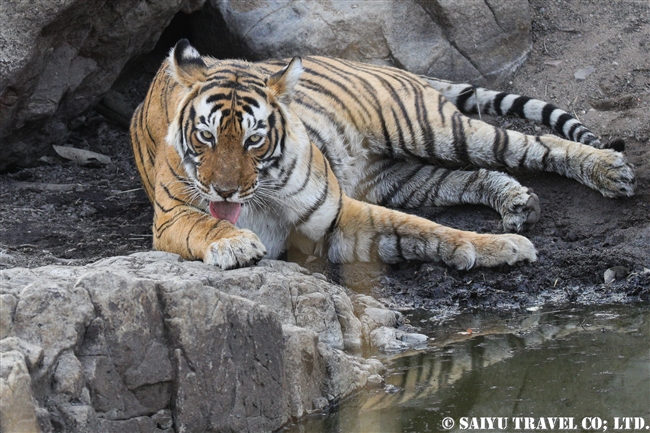 ランタンボール　ベンガルトラ　T41ライラ　Ranthambore Bengaltger (5)