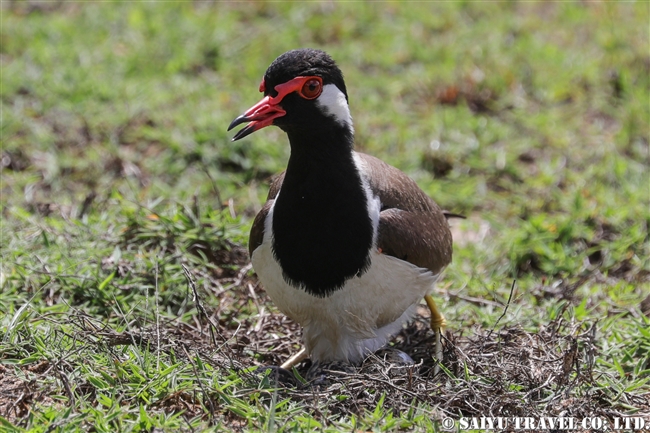 Red-wattled lapwing　ウィルパットゥ国立公園　Wilpattu National Park (14)