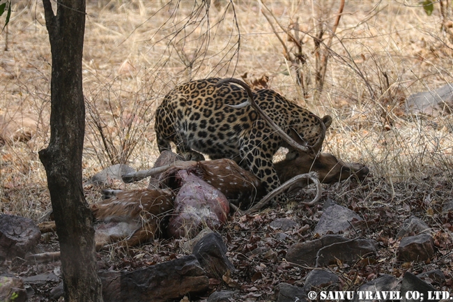 ランタンボール　インドヒョウ　レオパード Indian Leopard (6)