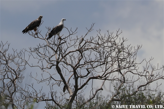 ウオクイワシとシロハラウミワシ　ウィルパットゥ国立公園　Wilpattu National Park (13)