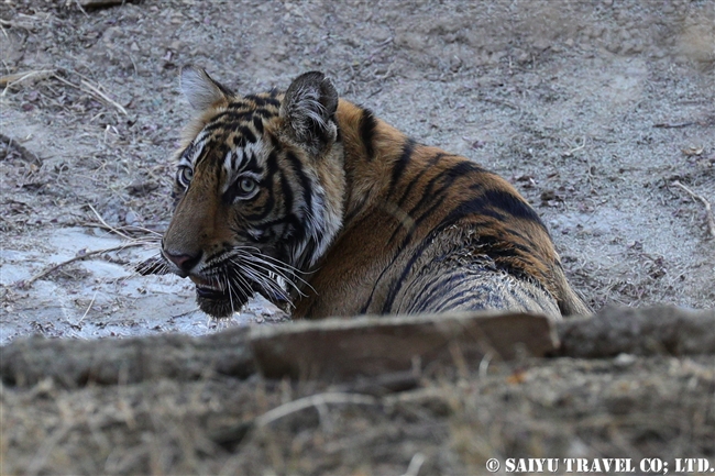ランタンボール　ベンガルトラ　Cub of T39 Bengal Tiger Ranthambore (7)