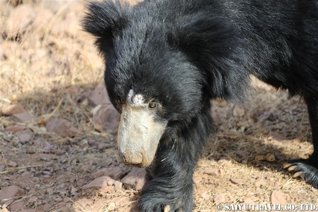 ナマケグマ Sloth bear ランタンボール国立公園 (5)