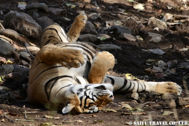 ランタンボール　ベンガルトラ　T-72 Ranthambore Bengal Tiger (1)