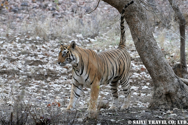 ランタンボール　ベンガルトラ T-25 Bengal Tiger Ranthambore (4)