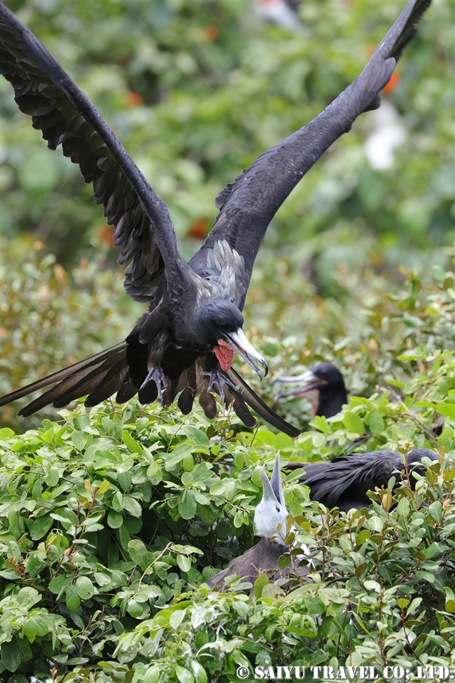 アメリカグンカンドリ　Magnificent frigatebirdハーフムーンキー Half Moon Caye ベリーズ (6)