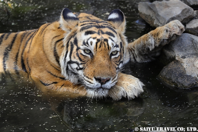 ランタンボール　ベンガルトラ　T-19 クリシュナ　Ranthambore Bengal Tiger (6)