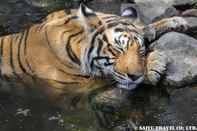 ランタンボール　ベンガルトラ　T-19 クリシュナ　Ranthambore Bengal Tiger (9)