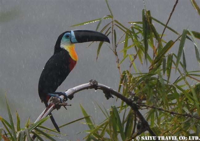 ヒムネオオハシChannel-billed Toucan ASA WRIGHT NATURE CENTRE (10)