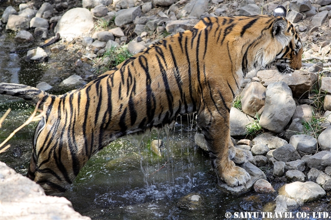 ランタンボール　ベンガルトラ　T-19 クリシュナ　Ranthambore Bengal Tiger (10)