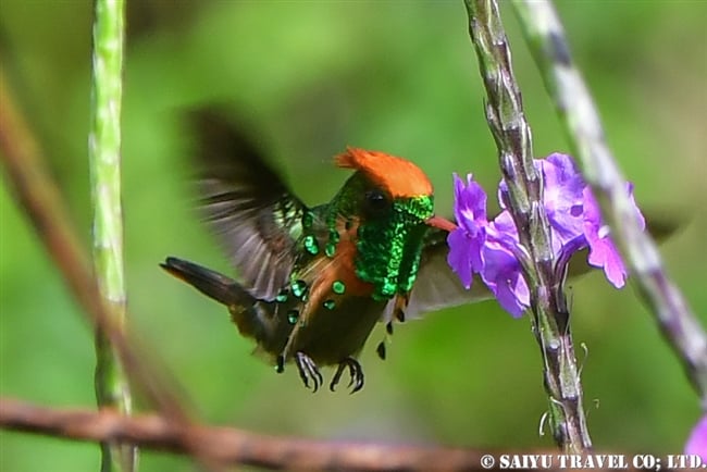 ホオカザリハチドリ Tufted Coquette ASA Write Nature Center トリニダード＆トバゴ (5)