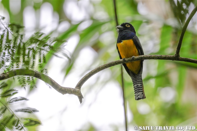 ヒメキヌバネドリ Guianan trogon ASA WRIGHT NATURE CENTRE (7)