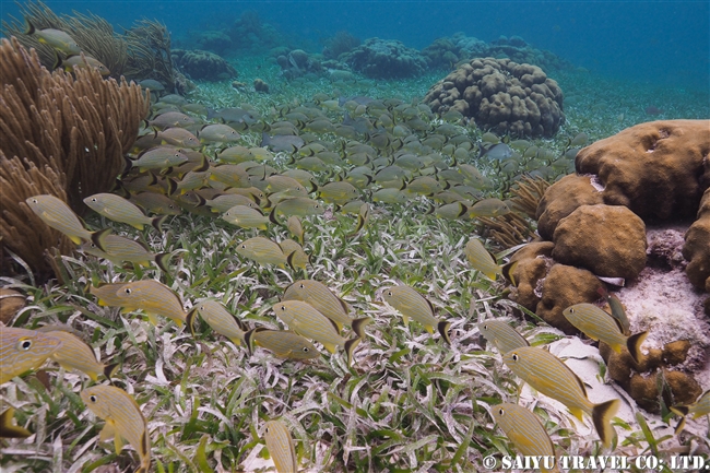 ベリーズ　ホルチャン海洋保護区 Hol Chan Marine Reserve (5)