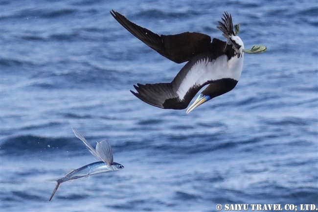 小笠原航路　小笠原諸島　カツオドリ　小笠原丸　Brown Booby Bonin Island (8)