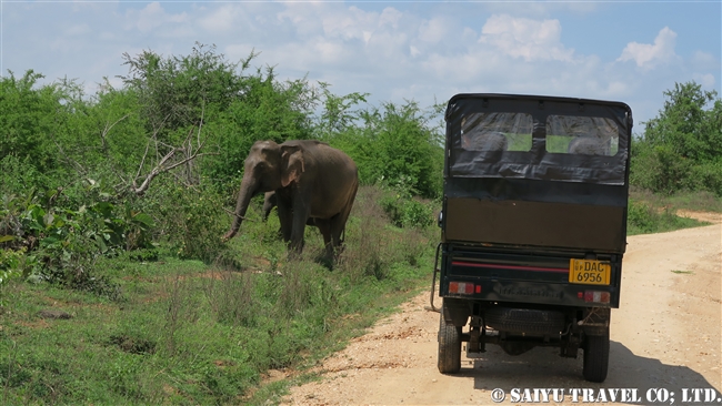 ウダワラウェ国立公園 Udawalawe National Park スリランカゾウ (1)