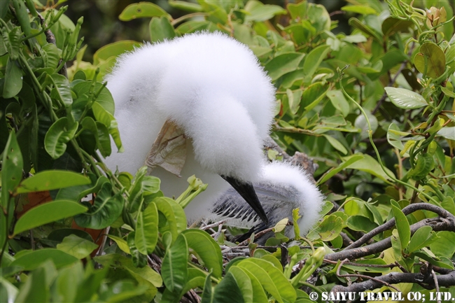 アカアシカツオドリ　Red-footed booby　ハーフムーンキー Half Moon Caye ベリーズ (8)