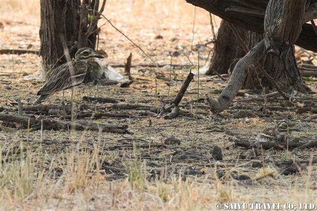 Indian stone-curlew　